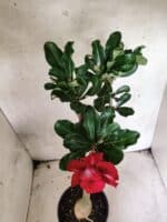 Planta Dobrada 3823 – 35cm – 03 anos - Imagem 4