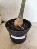 Planta Dobrada 3823 – 35cm – 03 anos - Imagem 7