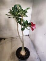 Planta Dobrada 3823 – 35cm – 03 anos - Imagem 5