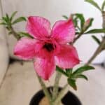 Planta Dobrada 3824 – 30cm – 03 anos