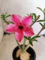 Planta Dobrada 3824 – 30cm – 03 anos