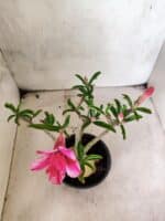 Planta Dobrada 3824 – 30cm – 03 anos - Imagem 4