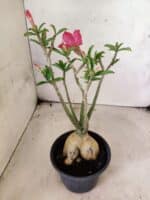 Planta Dobrada 3824 – 30cm – 03 anos - Imagem 7