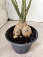 Planta Dobrada 3824 – 30cm – 03 anos - Imagem 6