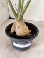 Planta Dobrada 3824 – 30cm – 03 anos - Imagem 5