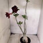 Planta Dobrada 3825 – 35cm – 03 anos