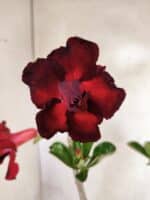 Planta Dobrada 3825 – 35cm – 03 anos - Imagem 3