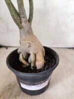 Planta Dobrada 3825 – 35cm – 03 anos - Imagem 4