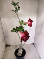 Planta Dobrada 3825 – 35cm – 03 anos - Imagem 6