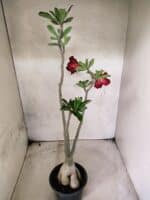 Planta Dobrada 3825 – 35cm – 03 anos - Imagem 8