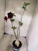 Planta Dobrada 3825 – 35cm – 03 anos - Imagem 7