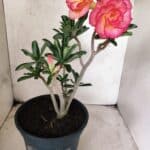 Planta Dobrada 3826 – 40cm – 03 anos