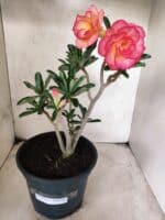 Planta Dobrada 3826 – 40cm – 03 anos