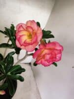 Planta Dobrada 3826 – 40cm – 03 anos - Imagem 3