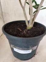 Planta Dobrada 3826 – 40cm – 03 anos - Imagem 8