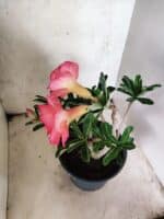 Planta Dobrada 3826 – 40cm – 03 anos - Imagem 6