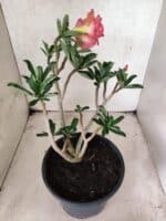 Planta Dobrada 3826 – 40cm – 03 anos - Imagem 7
