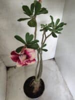 Planta Dobrada 3827 – 35cm – 03 anos - Imagem 2