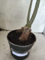 Planta Dobrada 3827 – 35cm – 03 anos - Imagem 6