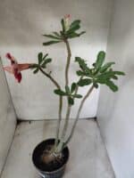 Planta Dobrada 3827 – 35cm – 03 anos - Imagem 5