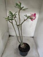 Planta Dobrada 3827 – 35cm – 03 anos - Imagem 4