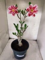 Planta Dobrada 3828 – 45cm – 04 anos - Imagem 2