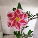 Planta Dobrada 3828 – 45cm – 04 anos