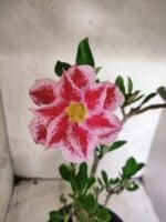 Planta Dobrada 3828 – 45cm – 04 anos