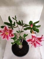 Planta Dobrada 3828 – 45cm – 04 anos - Imagem 4