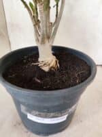 Planta Dobrada 3828 – 45cm – 04 anos - Imagem 8