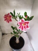Planta Dobrada 3828 – 45cm – 04 anos - Imagem 6