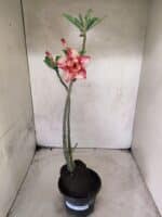 Planta Dobrada 3829 – 35cm – 03 anos - Imagem 2