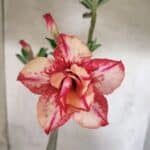 Planta Dobrada 3829 – 35cm – 03 anos