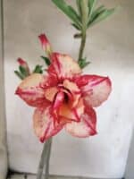 Planta Dobrada 3829 – 35cm – 03 anos