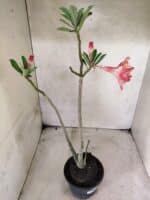 Planta Dobrada 3829 – 35cm – 03 anos - Imagem 6