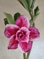 Planta Dobrada 3820 – 35cm – 03 anos