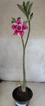 Planta Dobrada 3820 – 35cm – 03 anos - Imagem 2