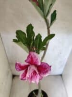 Planta Dobrada 3820 – 35cm – 03 anos - Imagem 5