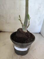 Planta Dobrada 3820 – 35cm – 03 anos - Imagem 7