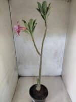 Planta Dobrada 3820 – 35cm – 03 anos - Imagem 6