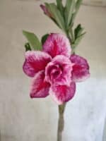 Planta Dobrada 3820 – 35cm – 03 anos - Imagem 4