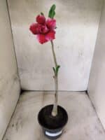 Planta Dobrada 3831 – 30cm – 02 anos - Imagem 2