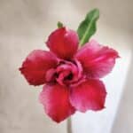 Planta Dobrada 3831 – 30cm – 02 anos