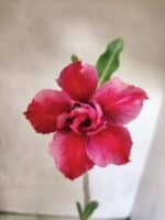 Planta Dobrada 3831 – 30cm – 02 anos