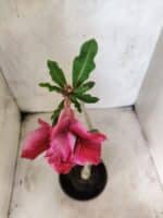 Planta Dobrada 3831 – 30cm – 02 anos - Imagem 4