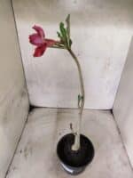 Planta Dobrada 3831 – 30cm – 02 anos - Imagem 6