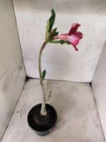 Planta Dobrada 3831 – 30cm – 02 anos - Imagem 5