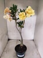 Planta Dobrada 3832 – 35cm – 03 anos - Imagem 2