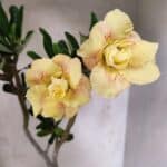 Planta Dobrada 3832 – 35cm – 03 anos