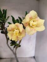 Planta Dobrada 3832 – 35cm – 03 anos